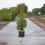 Groene haagconifeer 'Brabant' 100-125 cm
